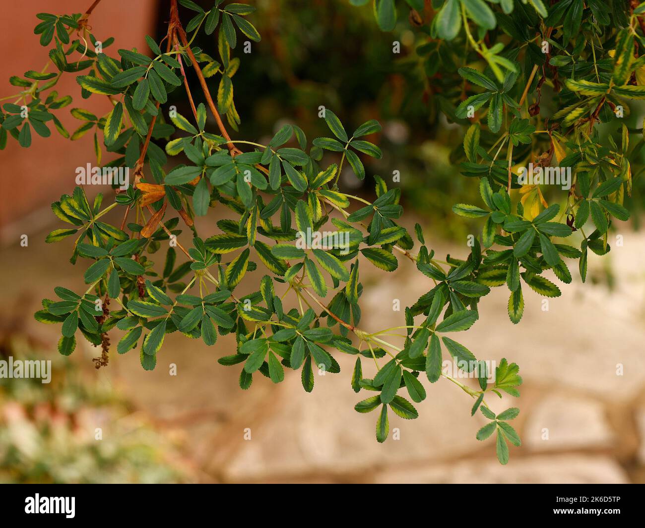 Nahaufnahme der Blätter der halbimmergrünen Gartenpflanze Polylepis australis. Stockfoto