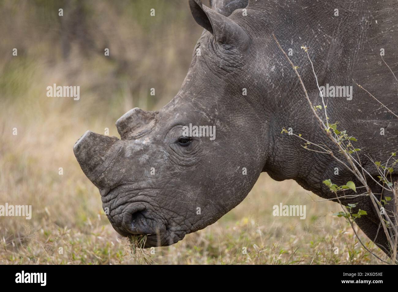 Seitenprofil eines Nashorns, das enthornt wurde, um Wilderei zu verhindern Stockfoto