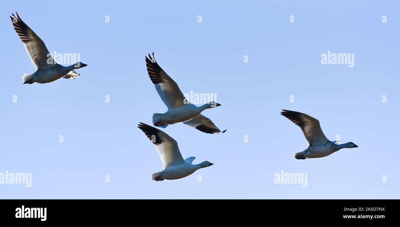 Vier Schneegänse, die über einem blauen Himmel mit Hintergrundbeleuchtung fliegen, während das Sonnenlicht die Federkanten in enger Formation erhellt Stockfoto