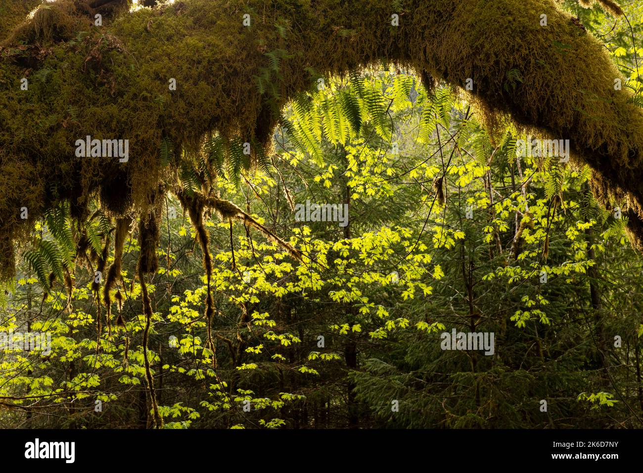 WA22232-00...WASHINGTON - Big Leaf Ahornbaum Ast bedeckt mit Moos und Farnen im Quinault Regenwald des Olympic National Park. Stockfoto