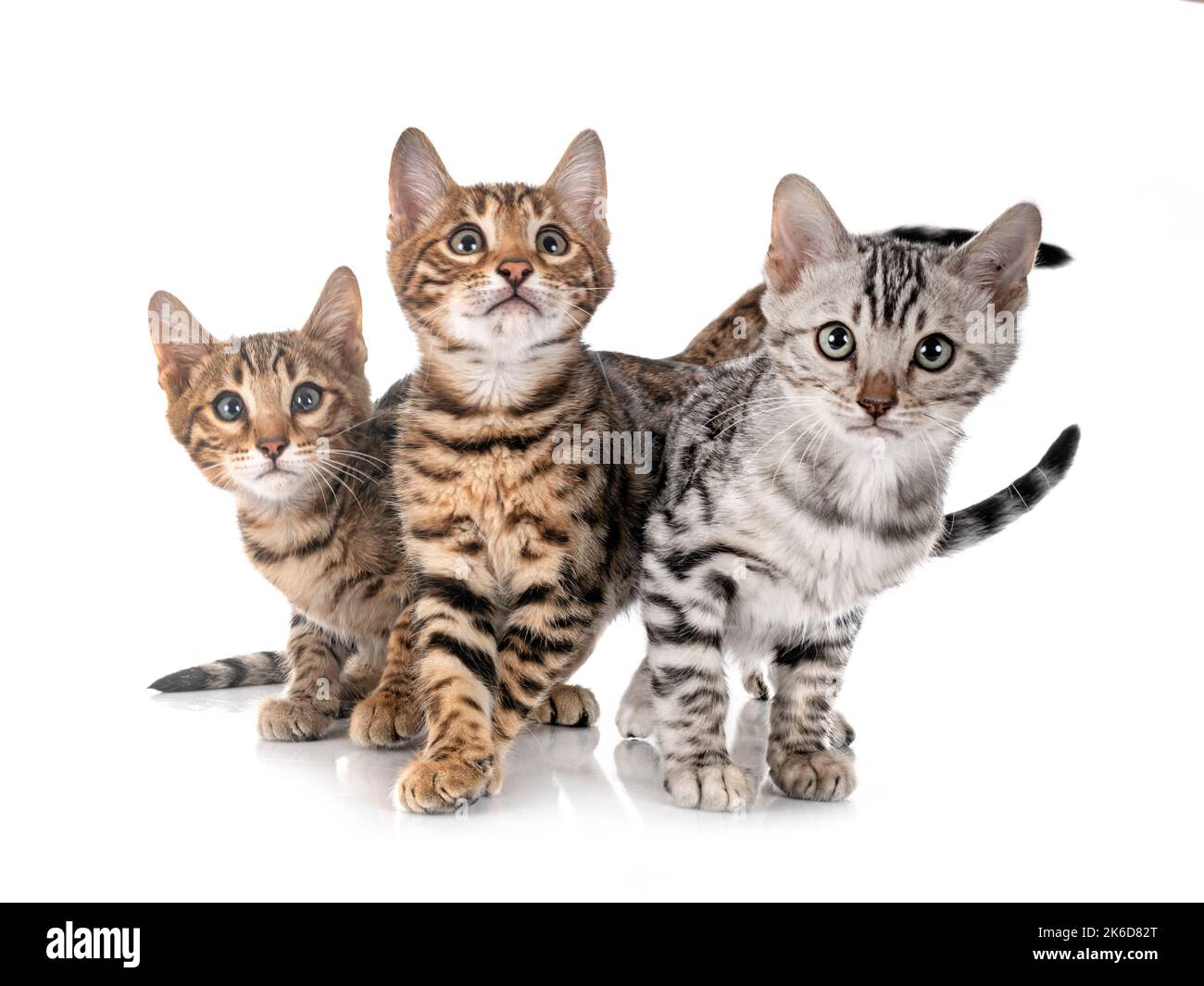 Bengal Katze vor weißem Hintergrund Stockfoto