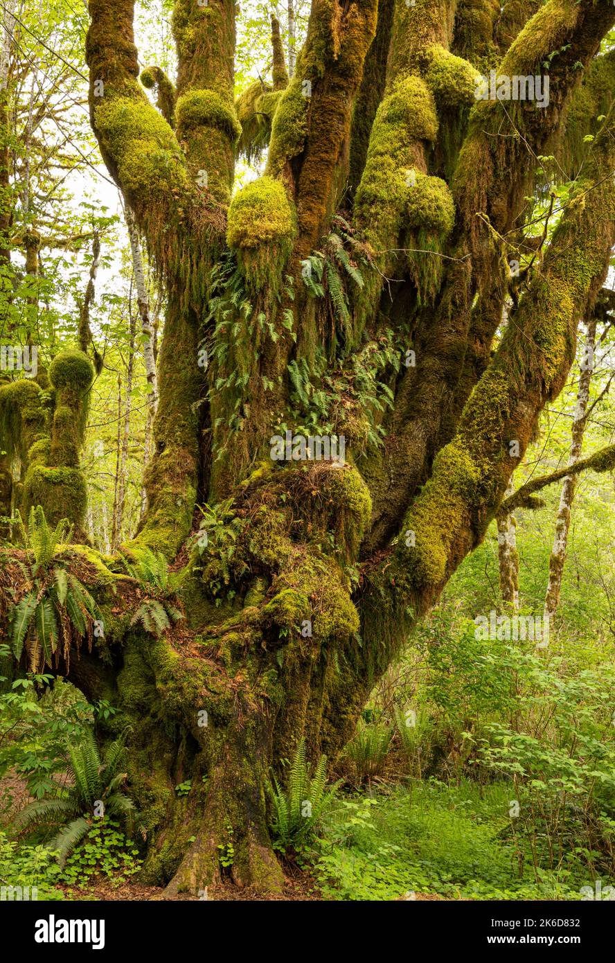 WA22241-00...WASHINGTON - Big Leaf Ahornbaum, der als Garten für verschiedene Arten von Moos und Farnen im Quinault Rain Forest von Olympic National dient Stockfoto
