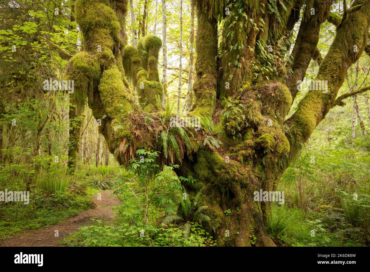 WA22243-00...WASHINGTON - Big Leaf Ahornbaum, der als Garten für verschiedene Arten von Moos und Farnen im Quinault Rain Forest von Olympic National dient Stockfoto