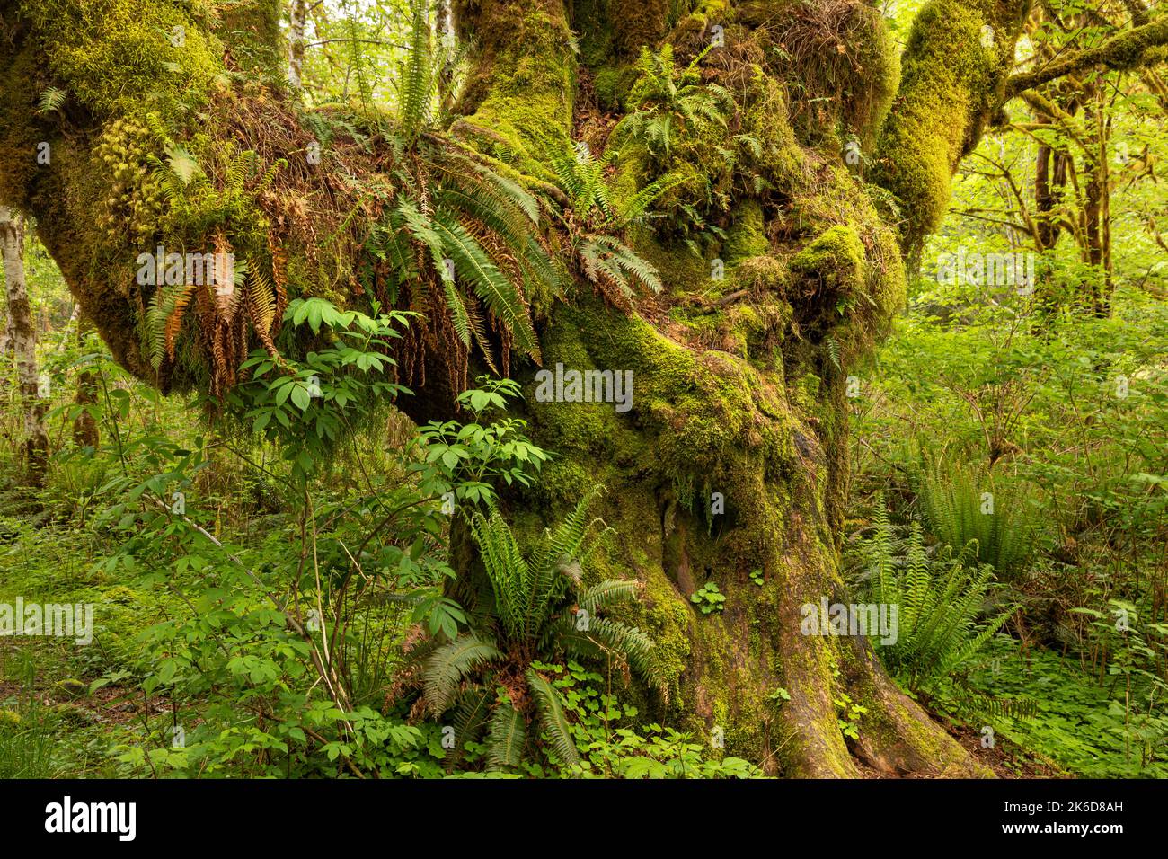 WA22244-00...WASHINGTON - Big Leaf Ahornbaum, der als Garten für verschiedene Arten von Moos und Farnen im Quinault Rain Forest von Olympic National dient Stockfoto