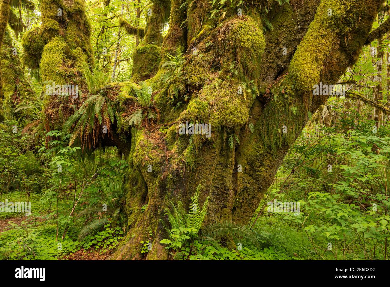 WA22245-00...WASHINGTON - Big Leaf Ahornbaum, der als Garten für verschiedene Arten von Moos und Farnen im Quinault Rain Forest von Olympic National dient Stockfoto
