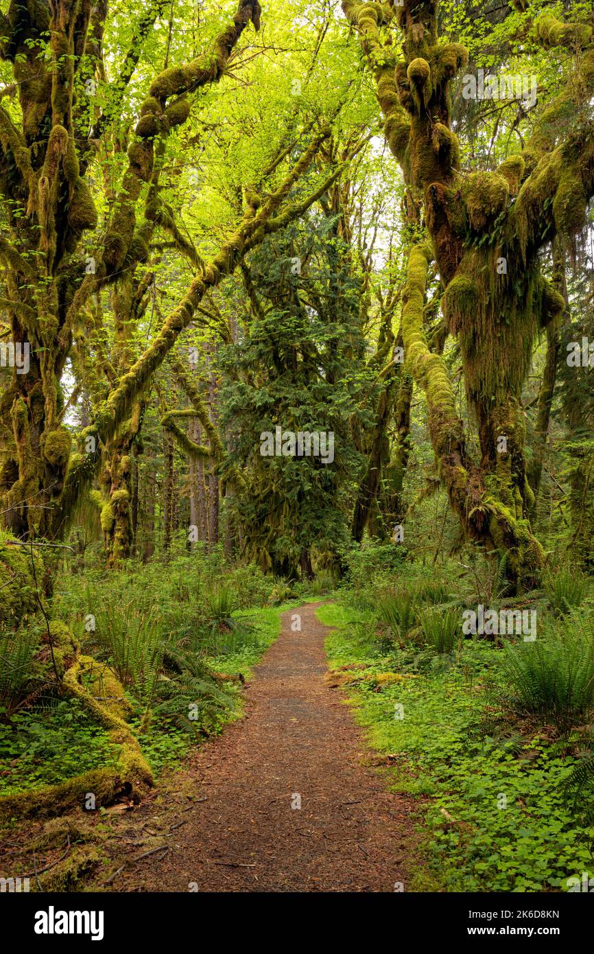 WA22251-00...WASHINGTON - Wandern Sie durch Moos gehängte Big Leaf Ahornbäume im Quinault Rain Forest des Olympic National Park. Stockfoto