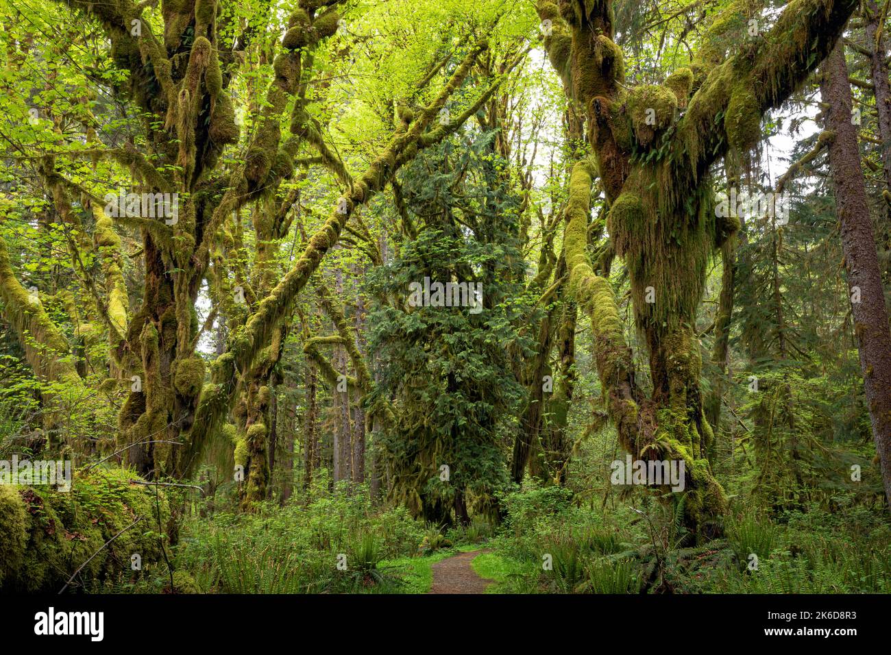 WA22252-00...WASHINGTON - Wandern Sie durch Moos gehängte Big Leaf Ahornbäume im Quinault Rain Forest des Olympic National Park. Stockfoto
