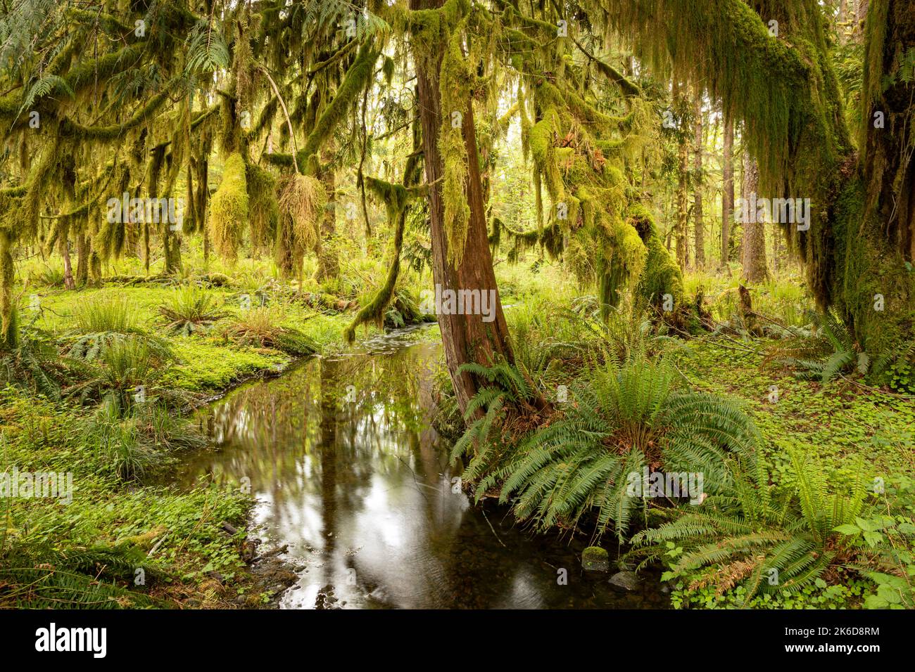 WA22255-00...WASHINGTON - Reflexionen in einem kleinen Bach entlang des Maple Glade Nature Trail im Quinault Rain Forest des Olympic National Park. Stockfoto