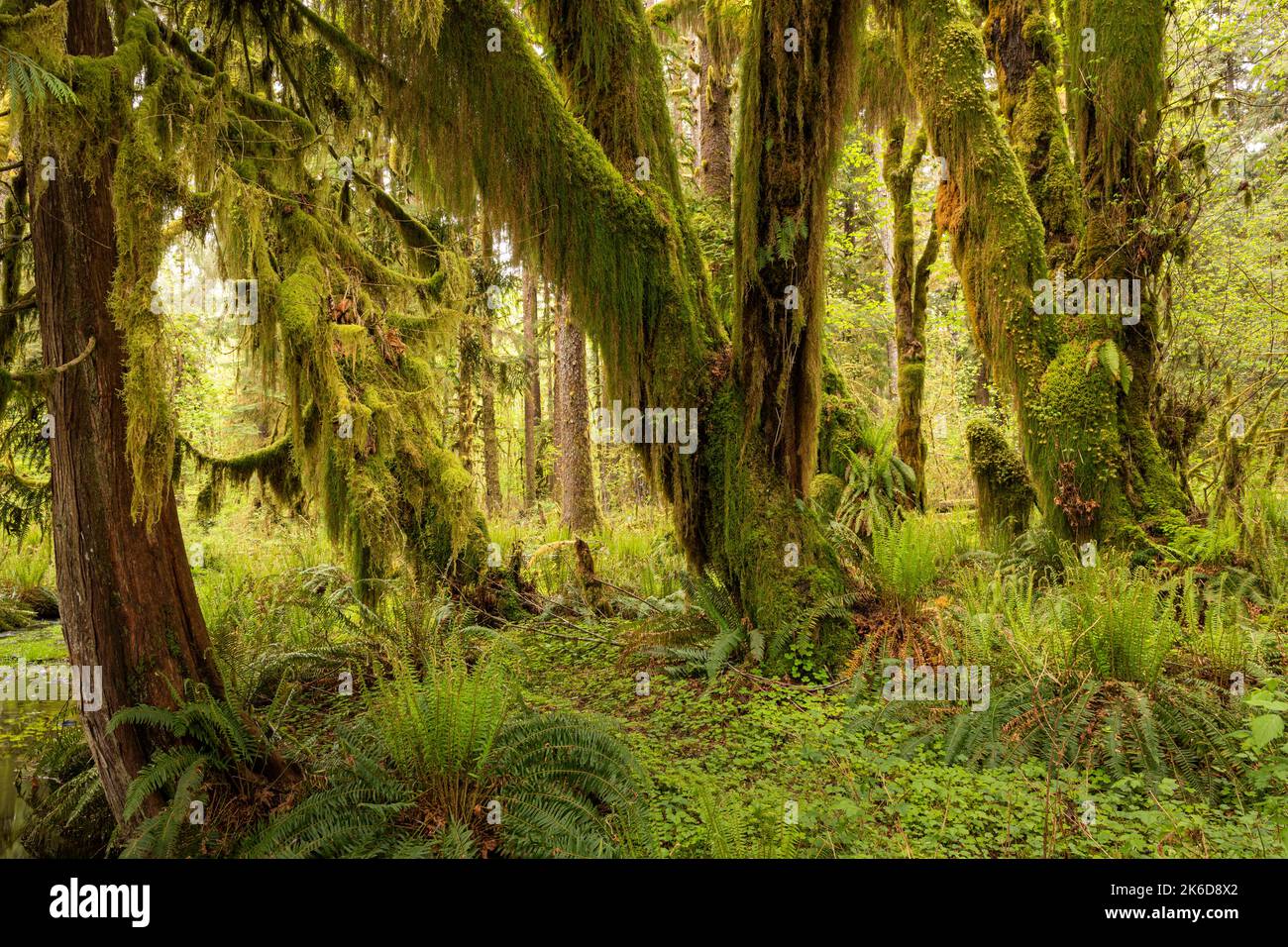 WA22256-00 - Moos bedeckten Big Leaf Ahornbäume und eine westliche rote Zeder auf dem Maple Glade Nature Trail im Quinault Rain Forest , Olympic NP. Stockfoto