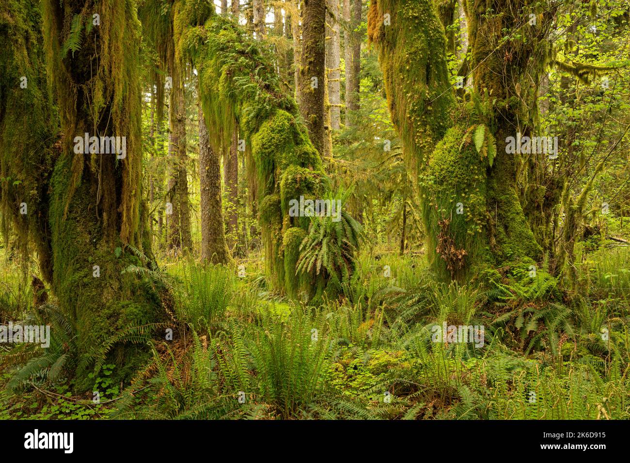 WA22257-00...WASHINGTON - Moosbewachsene Big Leaf Ahornbäume und wachsende Farne entlang ihrer Gliedmaßen und Stämme im Quinault Rain Forest des Olympic NP. Stockfoto