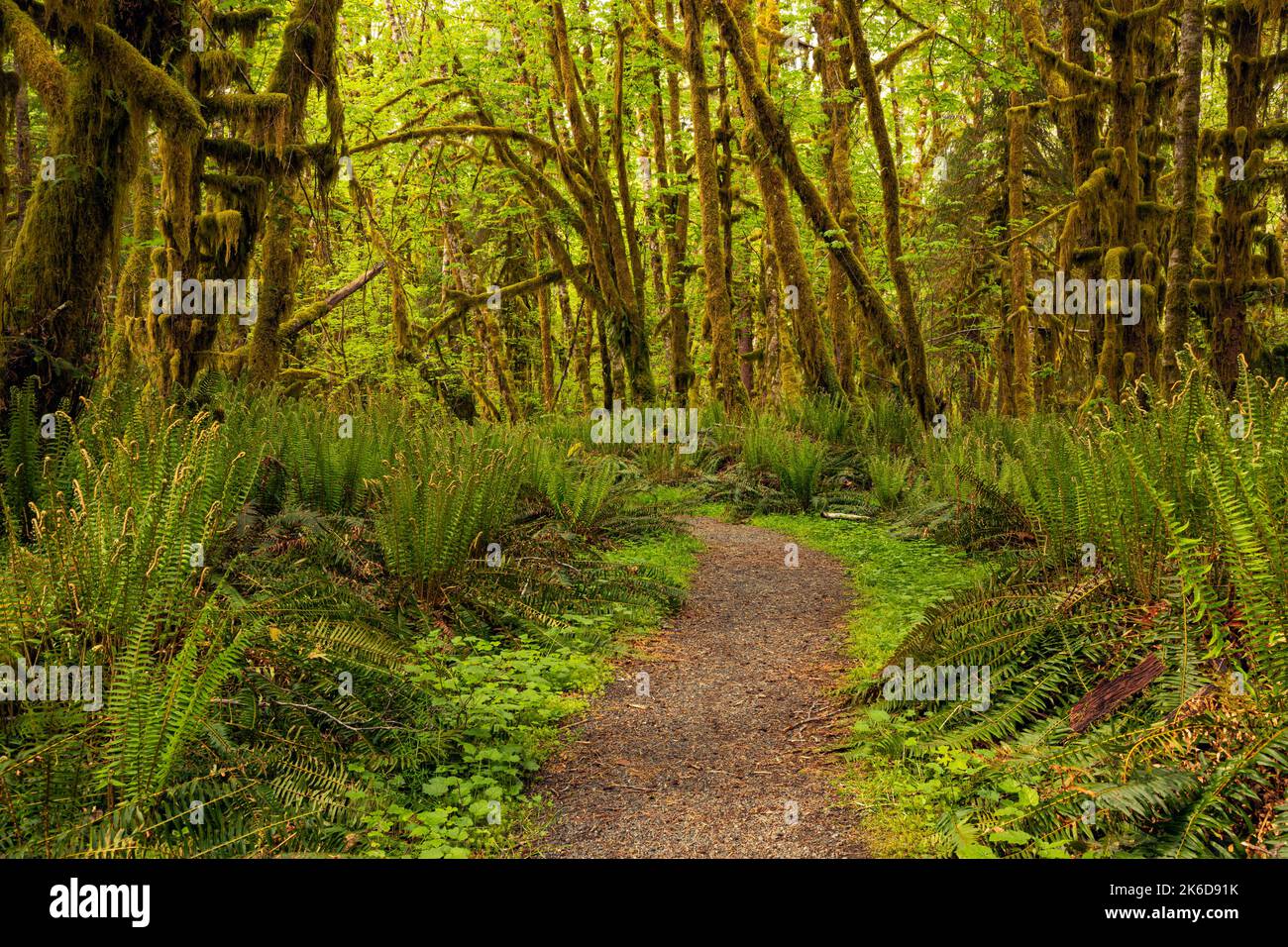 WA22259-00...WASHINGTON - Wandern Sie durch die moosbedeckten Big Leaf Ahornbäume und die Untergeschichte der westlichen Schwertfarne entlang des Maple Glade Nature Trail Stockfoto