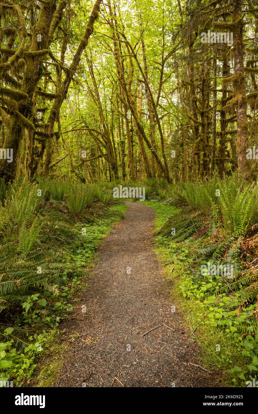 WA22260-00...WASHINGTON - Waldboden bedeckt mit westlichen Schwertfarnen und moosbedeckten Bäumen oben im Quinault Regenwald von Olympic National P Stockfoto