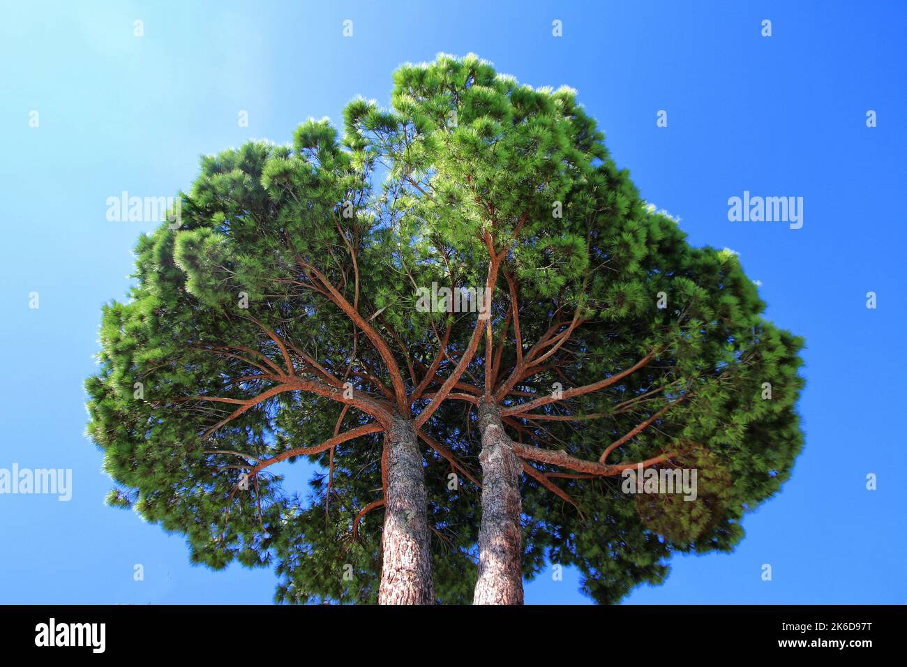 Seekiefer am Himmel, italienischer mediterraner Naturbaum Stockfoto