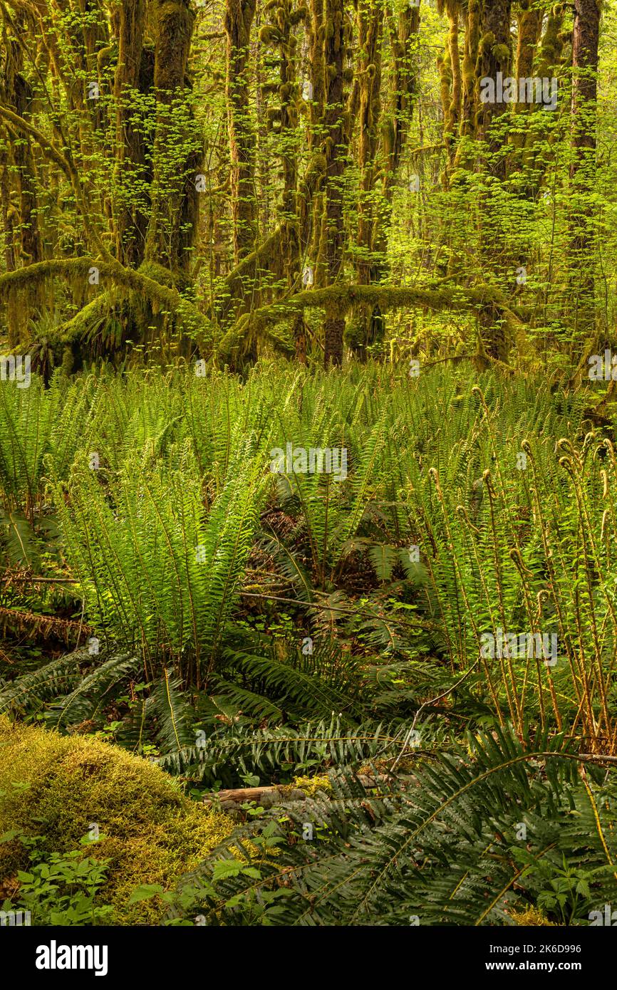 WA22264-00...WASHINGTON - Western Sword Farns auf dem Waldboden entlang des Maple Glade Trail im Quinault Rain Forest des Olympic National Park. Stockfoto