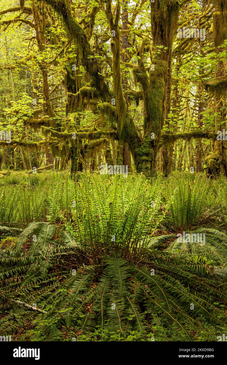 WA22265-00...WASHINGTON - Neue Wedel auf westlichen Schwertfarnen dienen als Bodenabdeckung für die moosbedeckten Big Leaf Ahornbäume in den Quinault Rain Fores Stockfoto