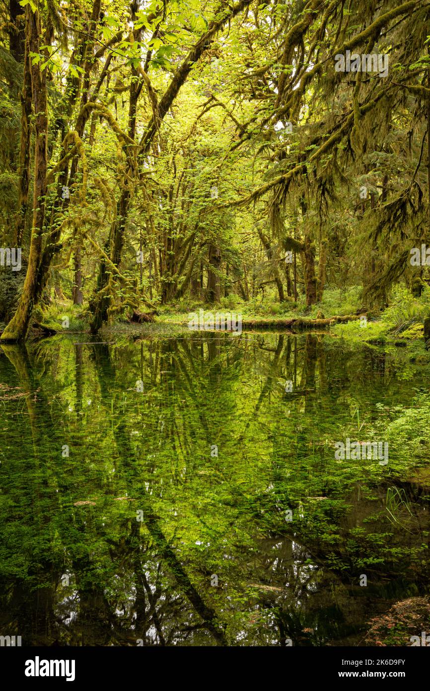 WA22270-00...WASHINGTON - Bäume spiegeln sich in einem Teich auf dem Maple Glade Nature Trail im Quinault Rain Forest des Olympic National Park. Stockfoto