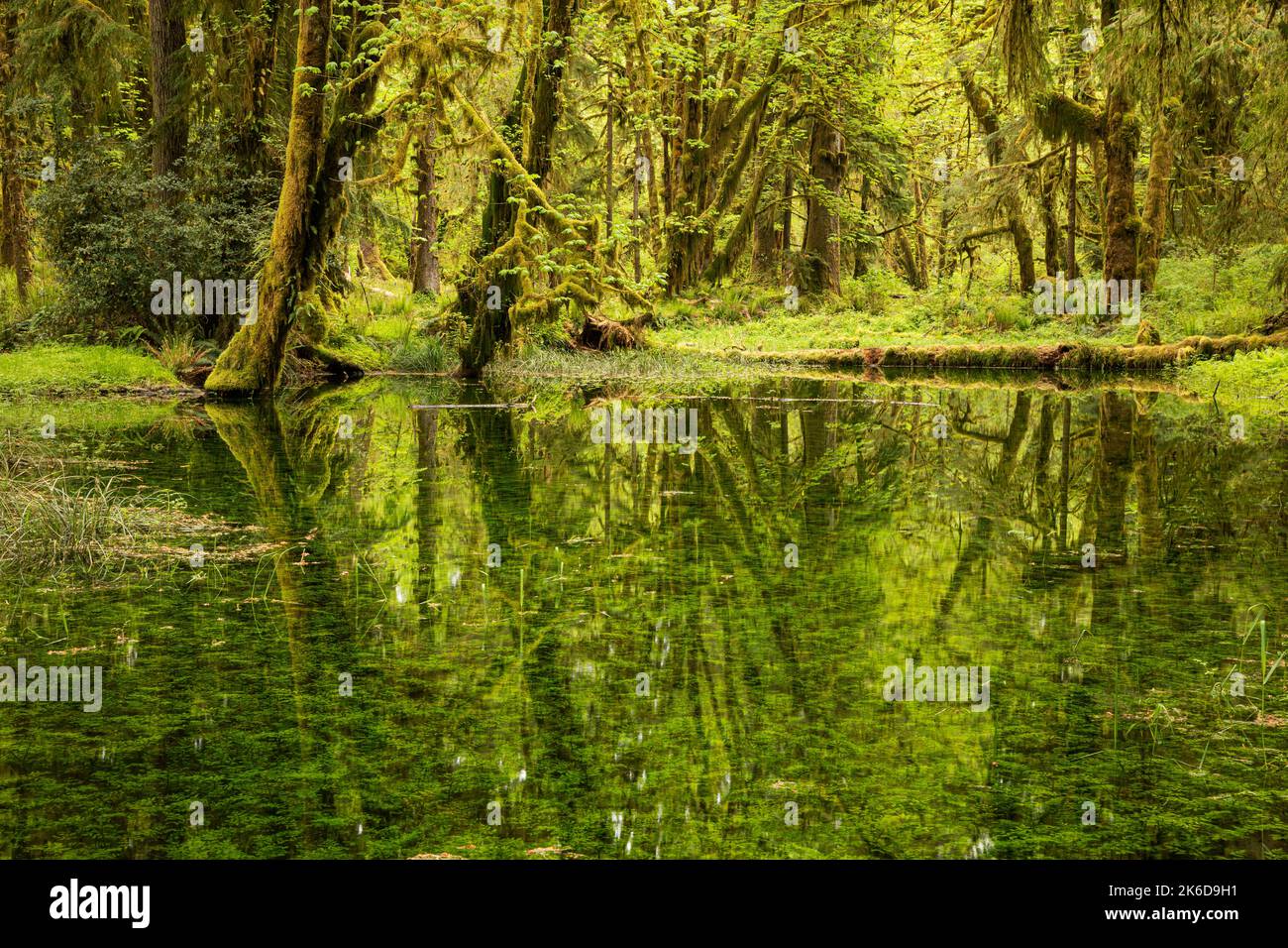 WA22271-00...WASHINGTON - Bäume spiegeln sich in einem Teich auf dem Maple Glade Nature Trail im Quinault Rain Forest des Olympic National Park. Stockfoto