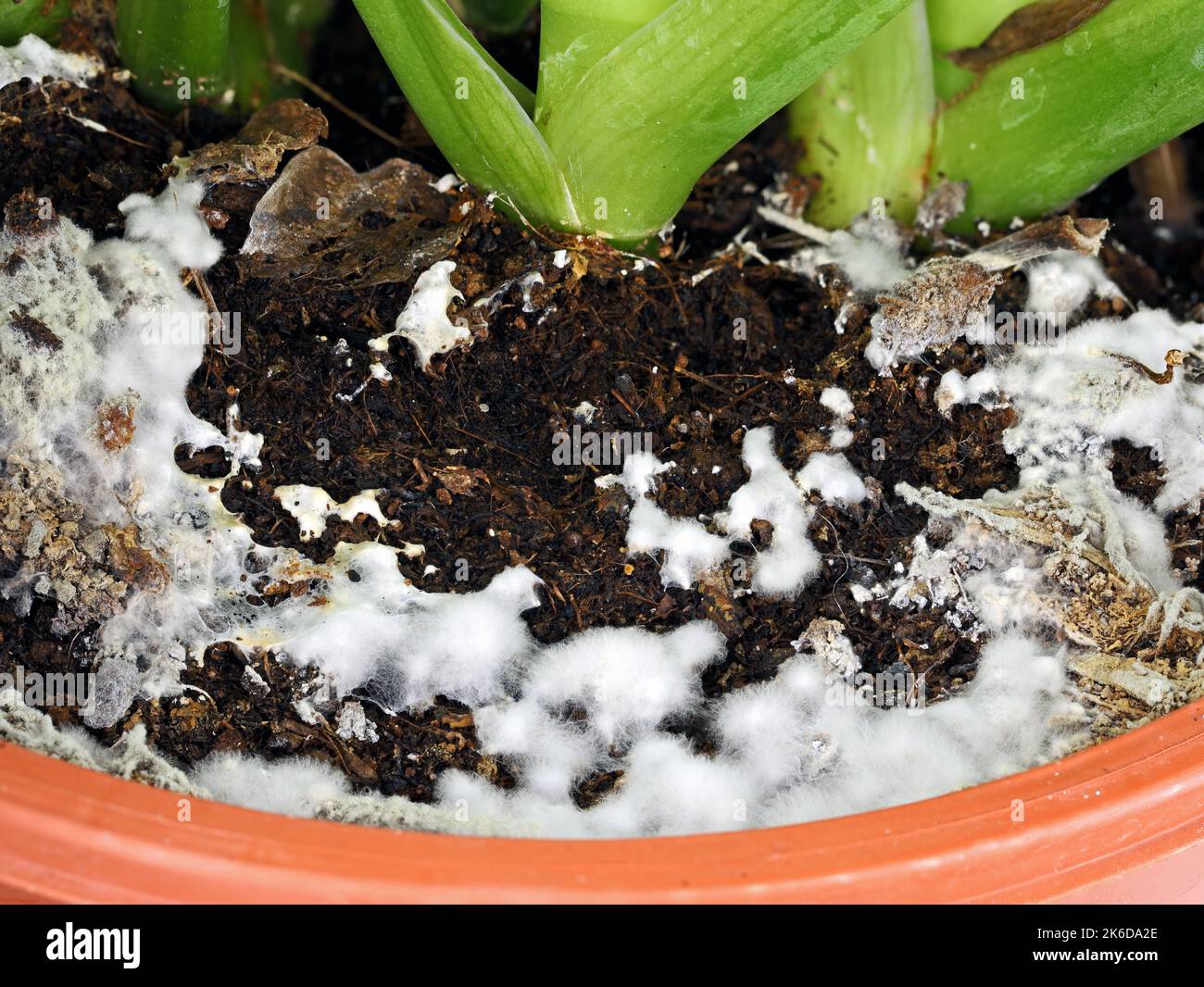 Nahaufnahme des weißen Schimmels, der im Blumentopf auf dem Boden wächst, übermäßige Bewässerung und feuchter Boden fördern das Schimmelwachstum Stockfoto