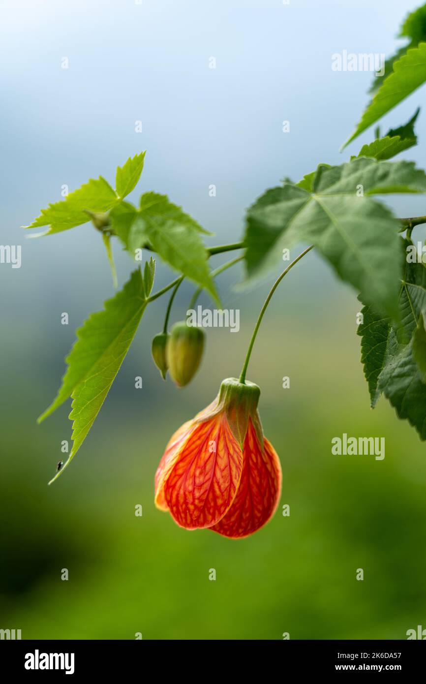 Eine vertikale Aufnahme einer Abutilon-Pictum 'Tompsonii' (Painted Abutilon)-Blume Stockfoto