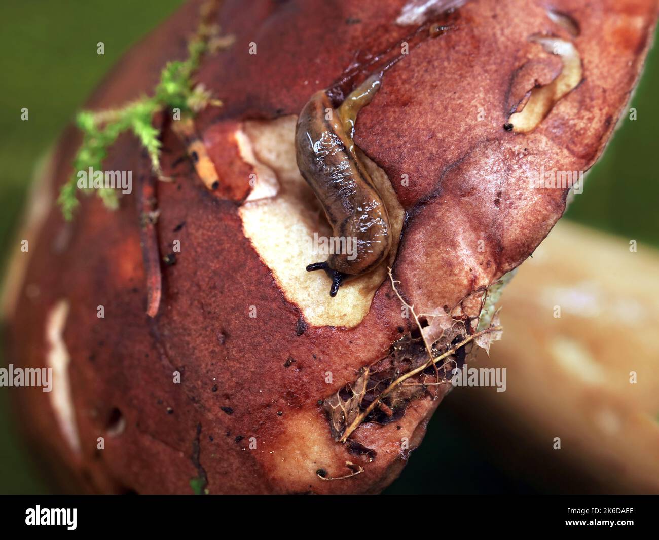 Nahaufnahme einer kleinen Schnecke auf essbaren Pilzen, Boletus badius oder Imleria badia im Wald auf grünem Hintergrund Stockfoto