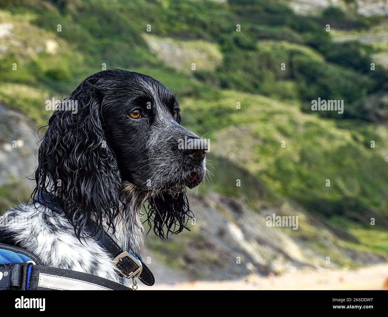 Ein süßer russischer Spaniel Hund auf dem grünen Hügel Stockfoto