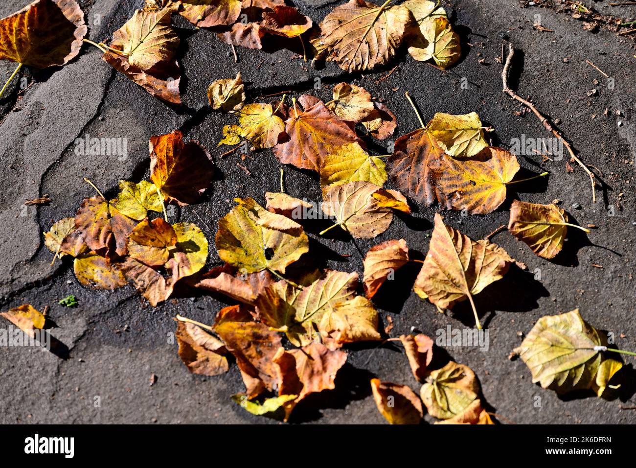 Ein paar gefallene Blätter auf Steinpflaster Stockfoto