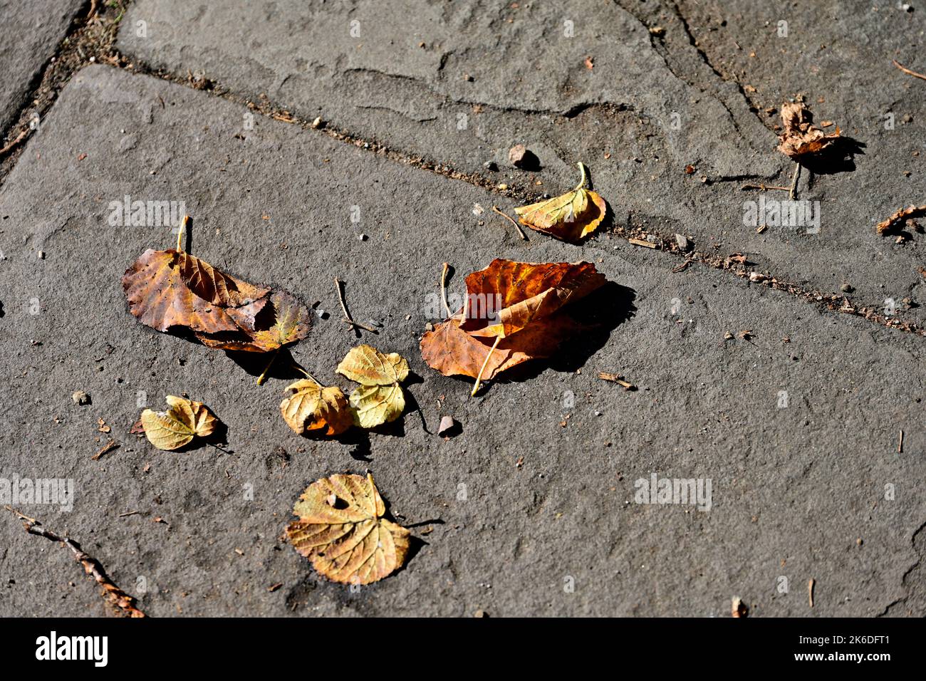 Ein paar gefallene Blätter auf Steinpflaster Stockfoto