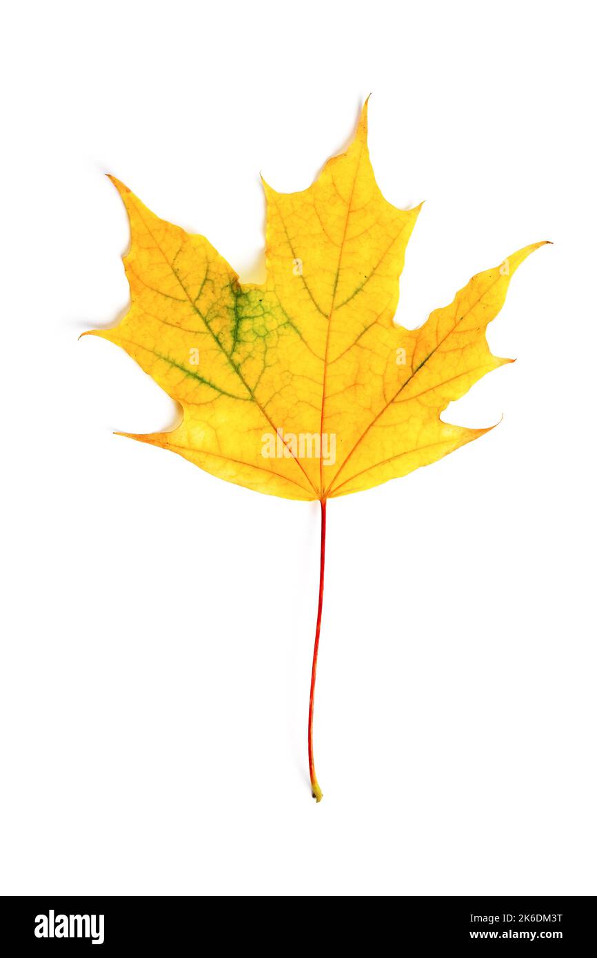 Gelbe Ahornblatt isoliert auf weißem Hintergrund. Stockfoto