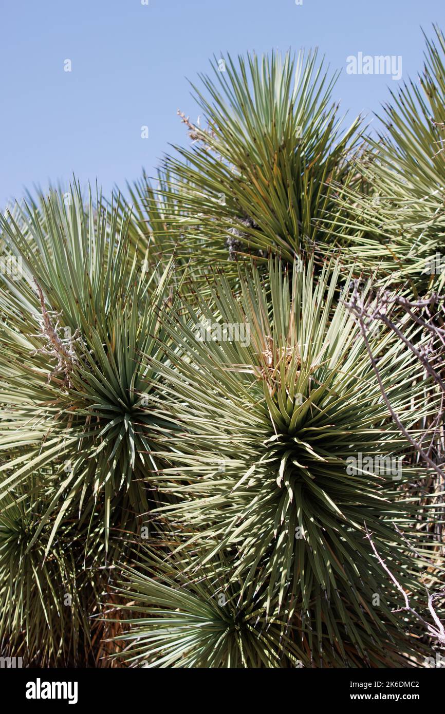Grüne, einfach rosettierte, distal cuspidate glabrosige, lineare Blätter von Yucca Brevifolia, Asparagaceae, beheimatet in den San Bernardino Mountains, Sommer. Stockfoto