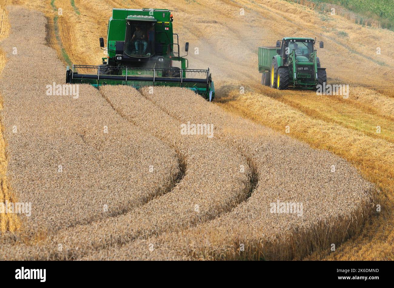 Mähdrescher Schneiden Weizenernte in der Nähe von Great Bedwyn, Wiltshire, England Stockfoto