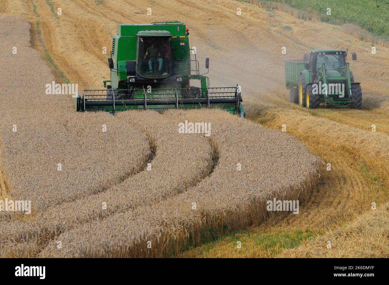 Mähdrescher Schneiden Weizenernte in der Nähe von Great Bedwyn, Wiltshire, England Stockfoto