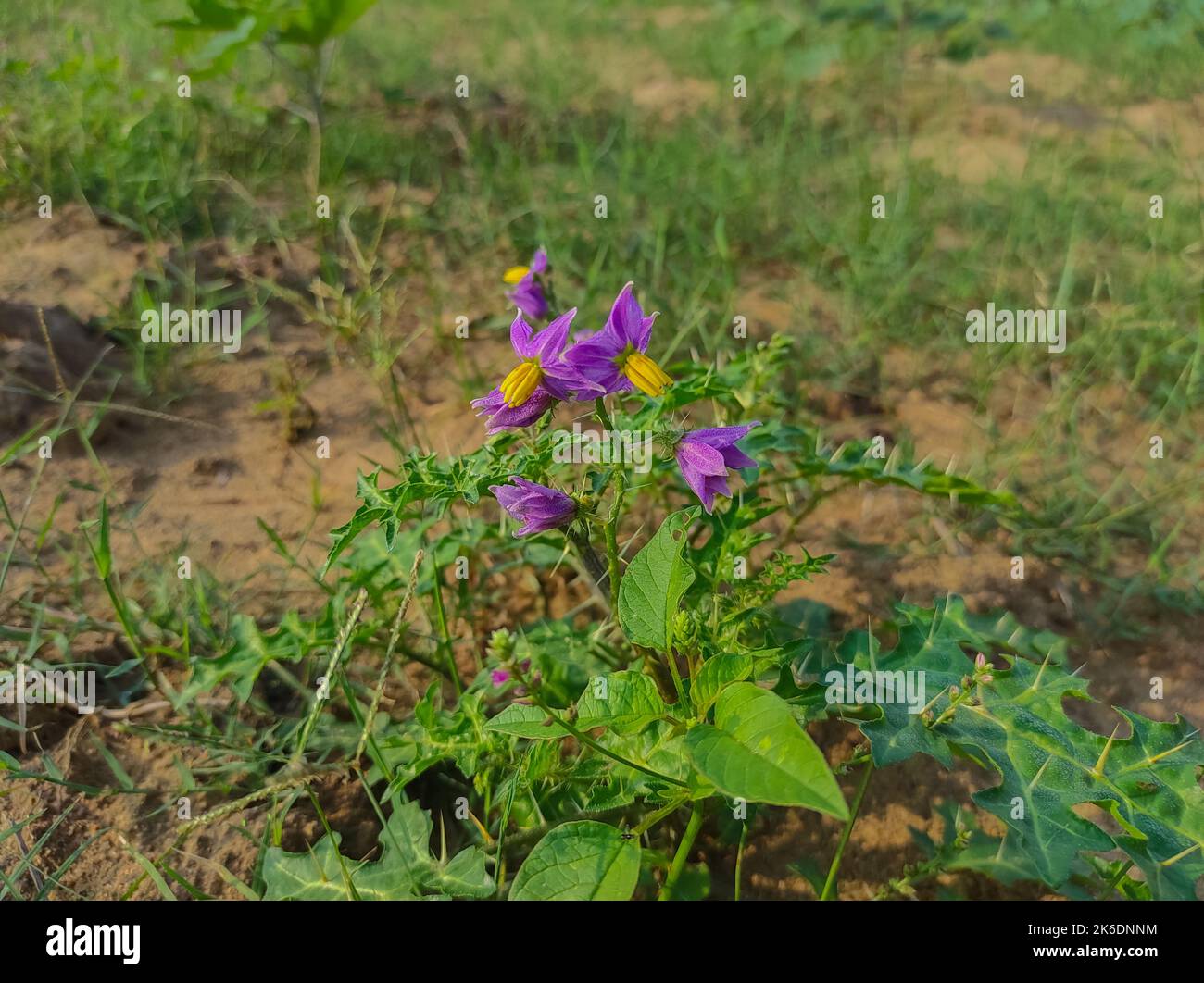 A Flowers Kateli Kantkari Choti Kateri Bhui Ringani Gelb berried