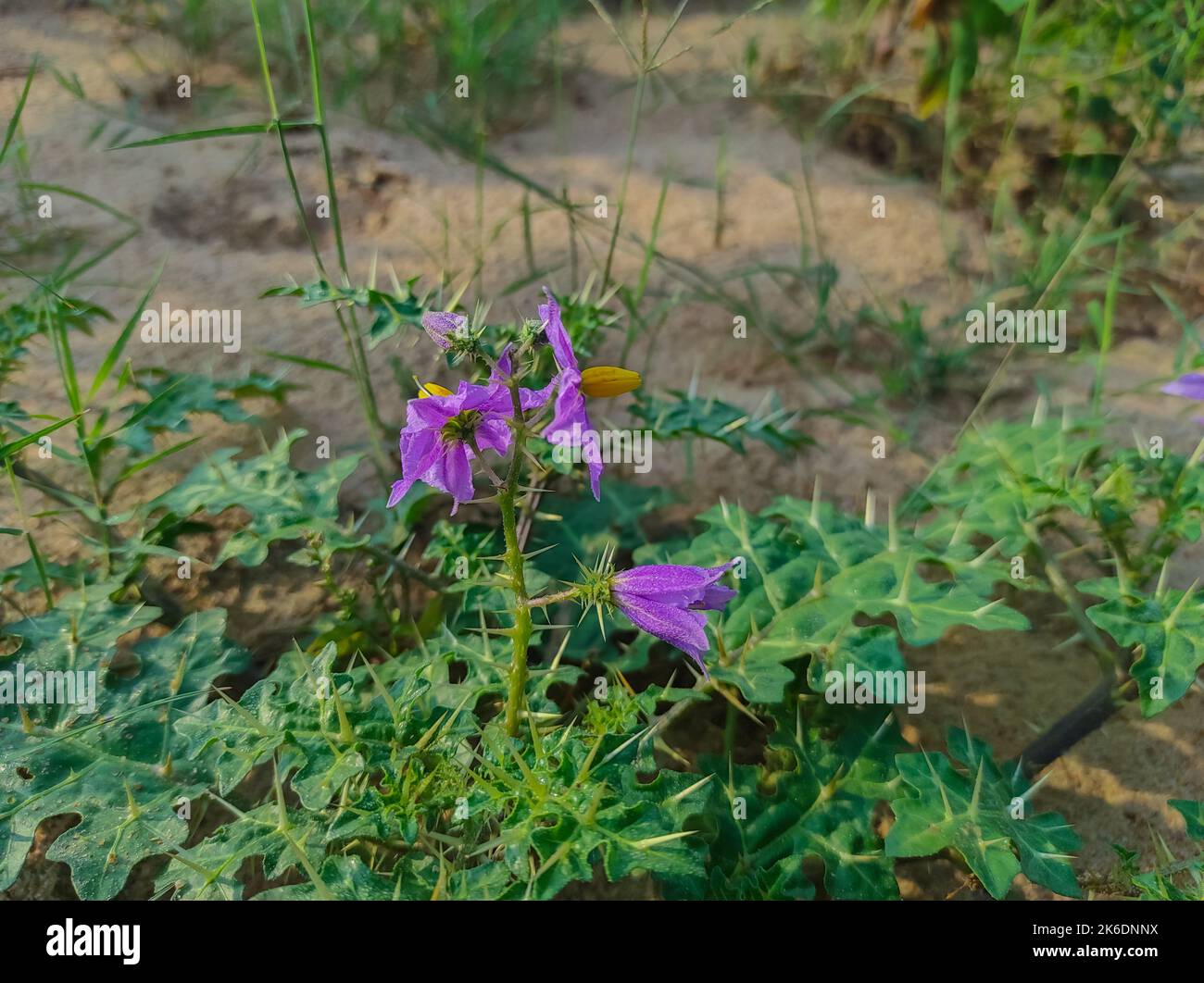 Choti kateri Fotos und Bildmaterial in hoher Auflösung Alamy