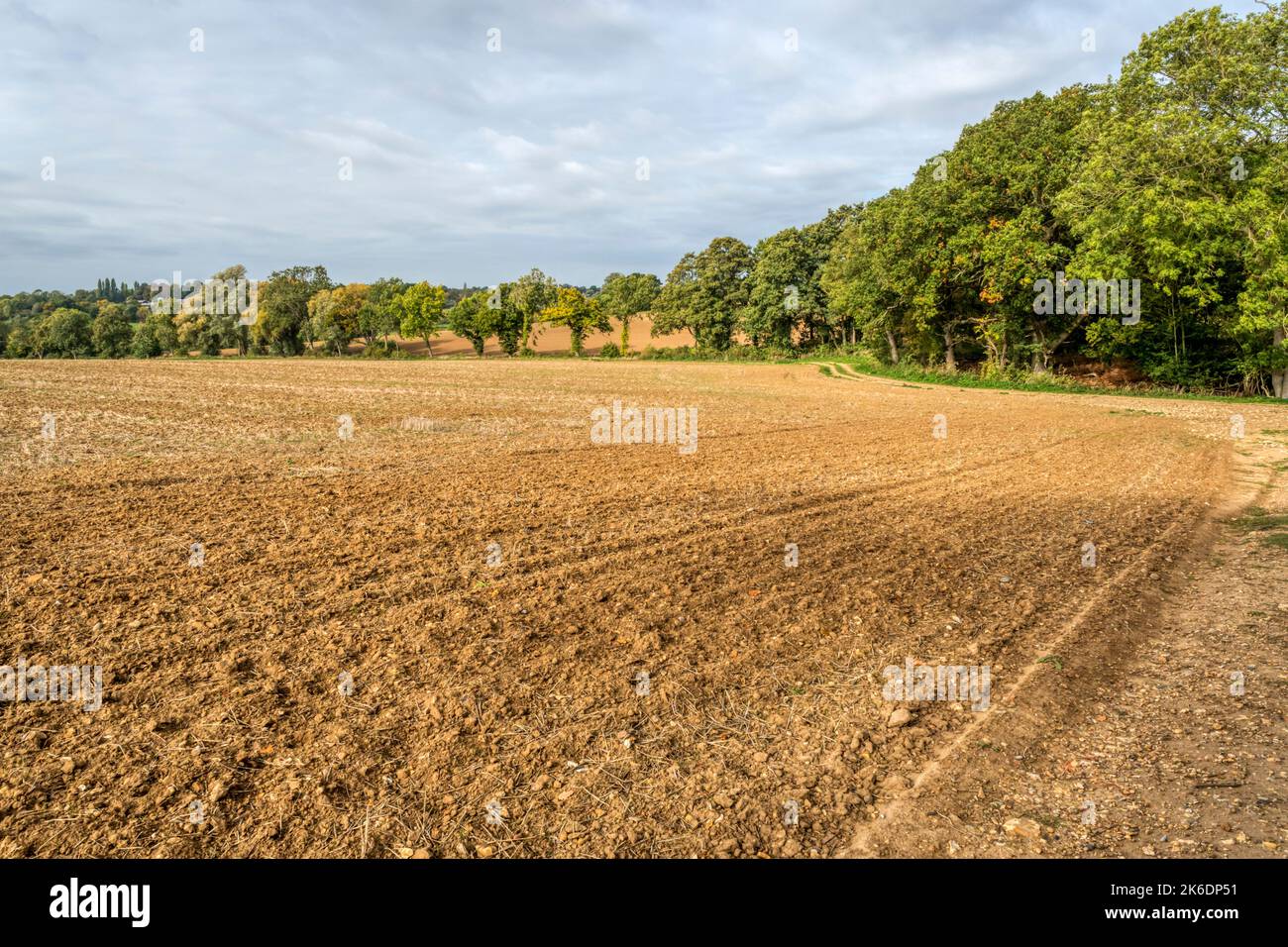 Landwirtschaftliche Flächen in der Nähe von Braintree in Essex, klassifiziert als gut bis mäßig in der Landwirtschaftsklassifikation von England und Wales als 3. Stockfoto