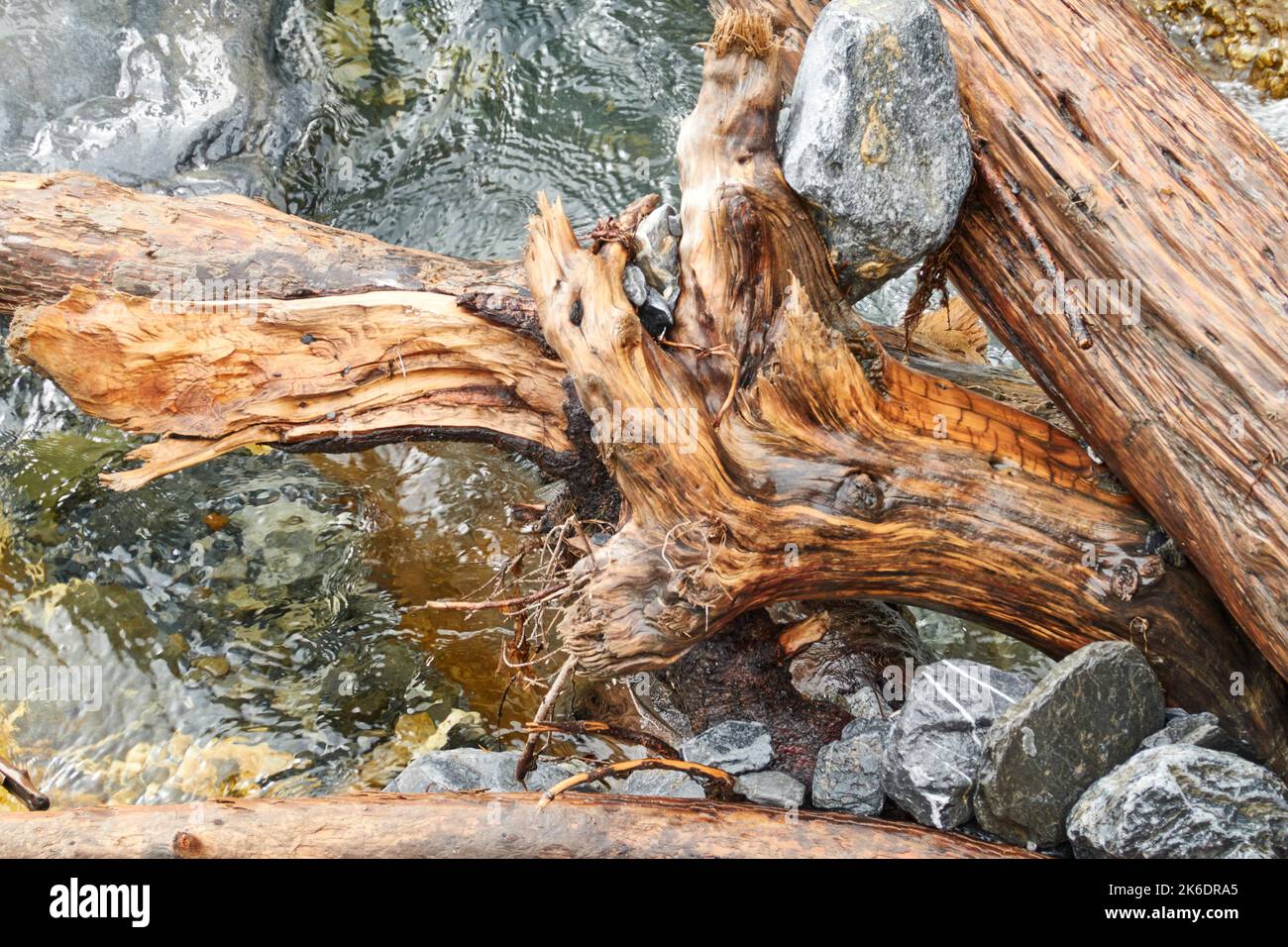 Eine Nahaufnahme eines Holzstückes, das in einem Flussbett mit nassen Felsen liegt Stockfoto