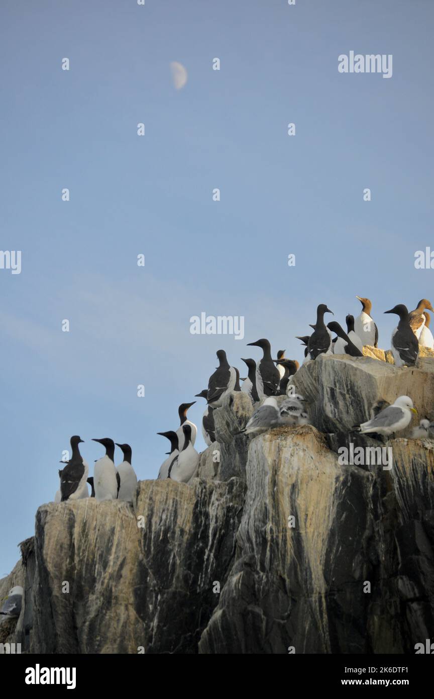 Seevögelkolonie Farne Islands am Abend Stockfoto