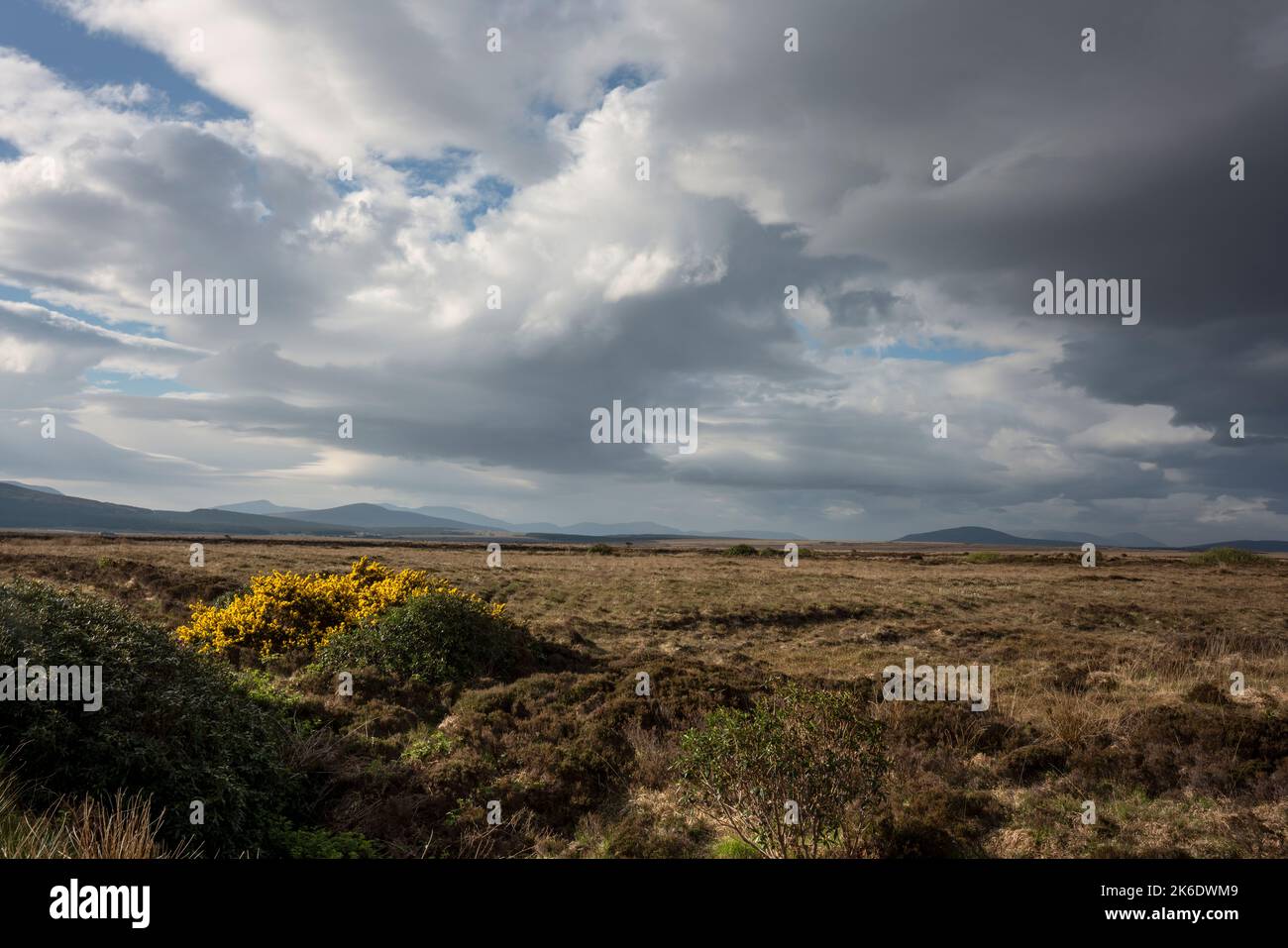 Blühender gelber Gorse in den riesigen Torfmooren der Grafschaft Mayo in Irland Stockfoto