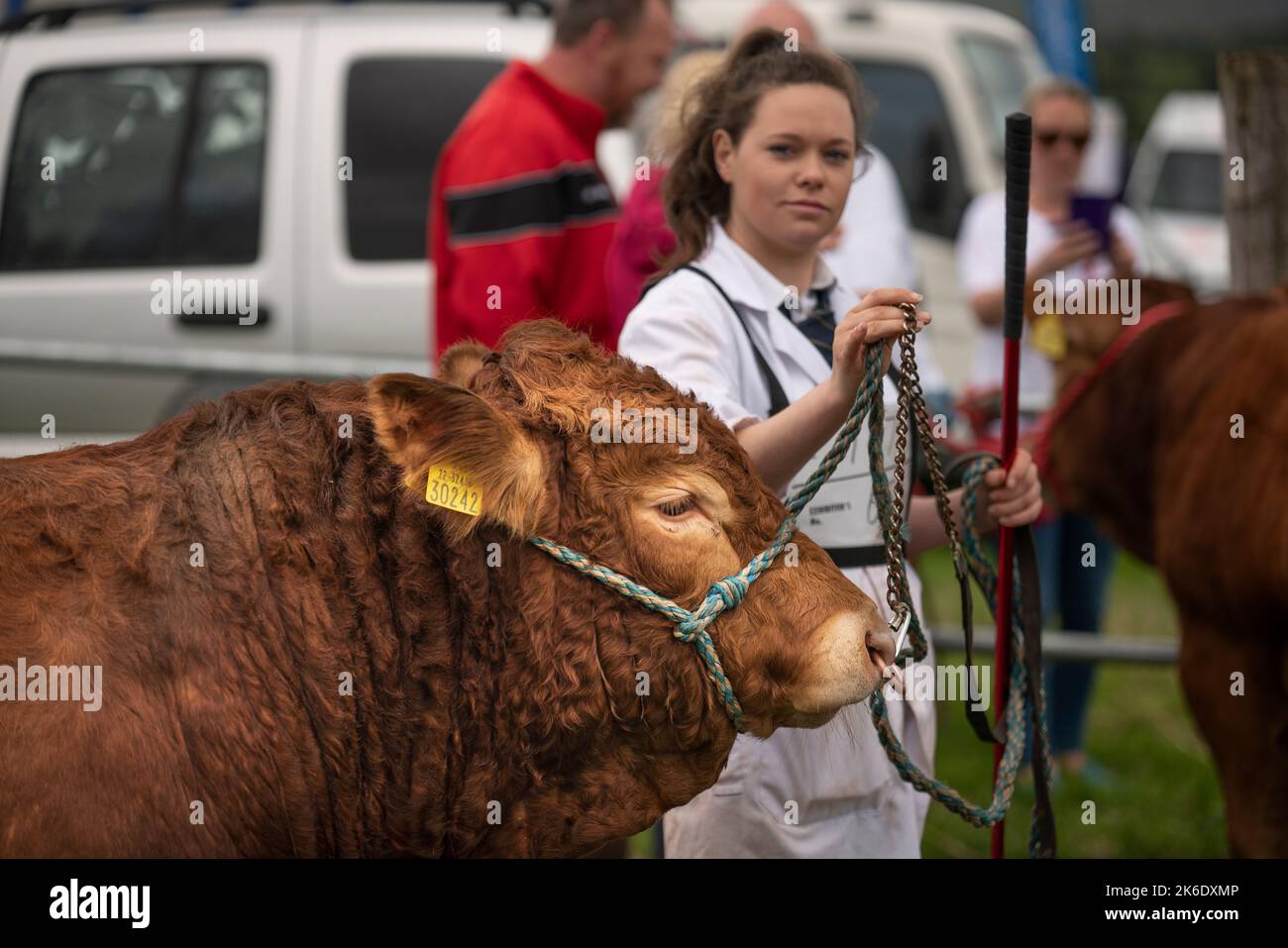 Die Bonniconlon Show und Gymkhana findet jährlich am Montag an den Feiertagen im August statt. Stockfoto