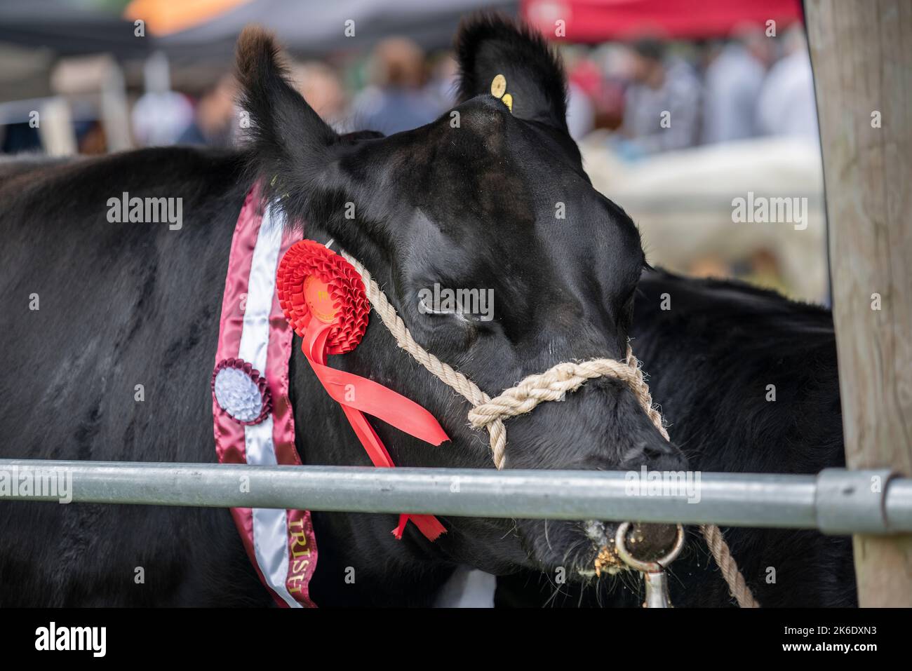 Die Bonniconlon Show und Gymkhana findet jährlich am Montag an den Feiertagen im August statt. Stockfoto