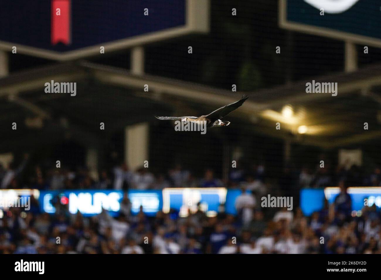 Eine Wildgans fliegt während des NLDS-Spiels 2 zwischen den San Diego Padres und den Los Angeles Dodgers, Mittwoch, 12. Oktober 2022, durch das Dodger-Stadion Stockfoto