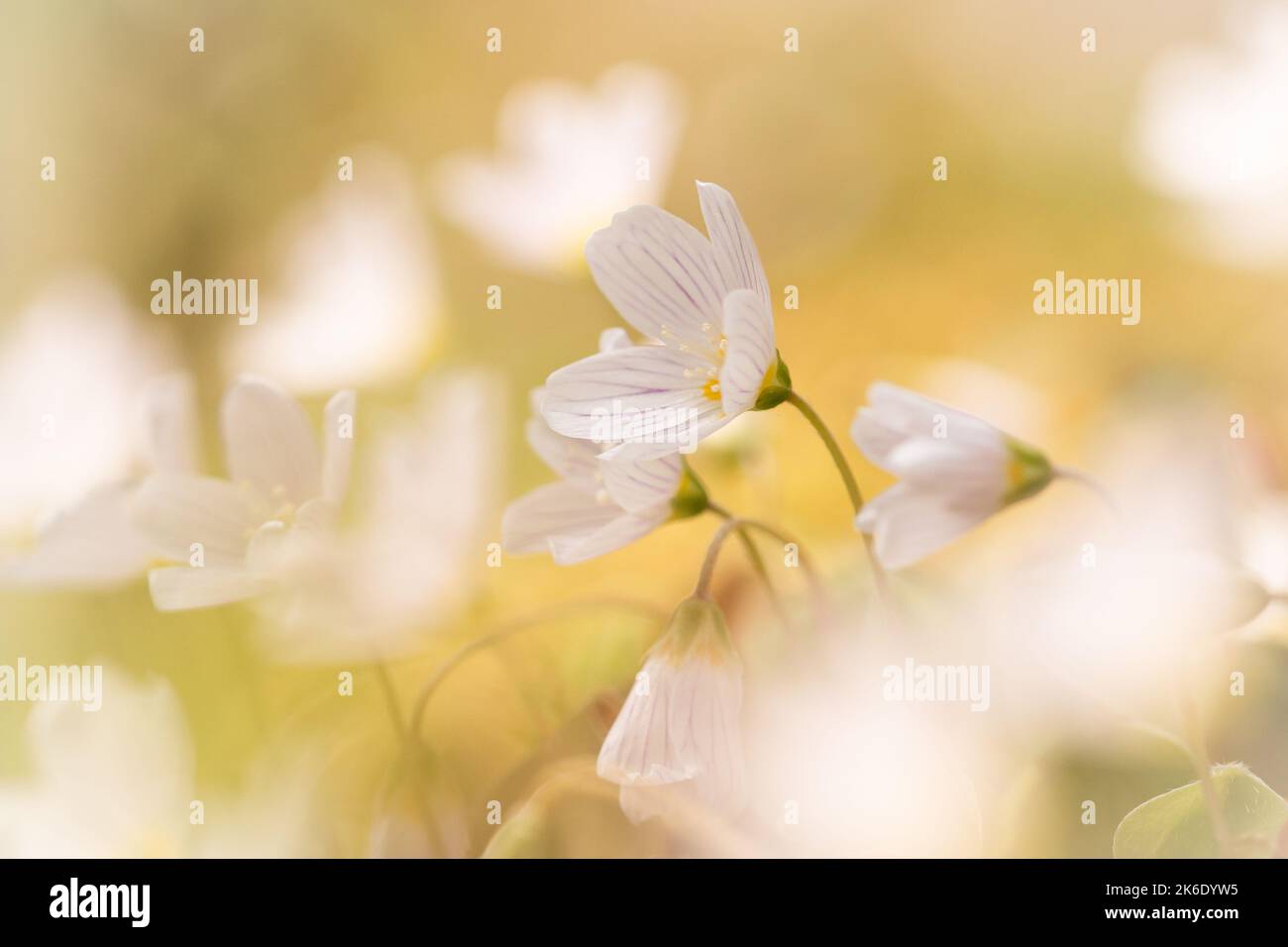 Im alten Wald von Horner Wood in West Somerset wachsen die Holzschnitzelblumen (Oxalis acetosella) Stockfoto