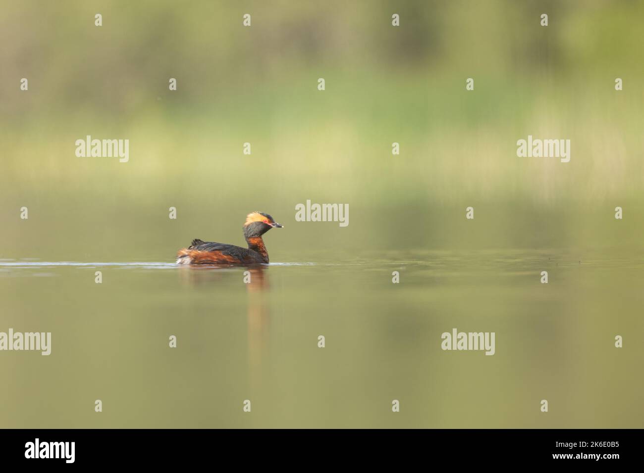 Slawischer Grebe, Schottland, Horned Grebe Stockfoto