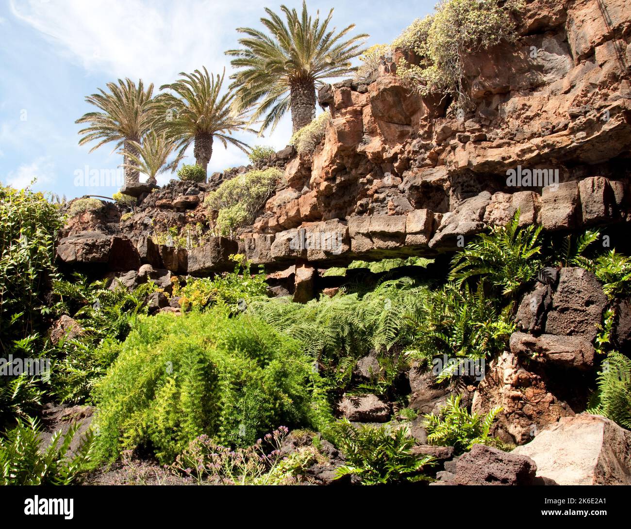 Pflanzen, die im eingestürzten Lavatunnel wachsen, Jameos del Agua, Lanzarote, Kanarische Inseln. Die Jameos del Agua ist eine weitere Kreation von Cesar Manrique. Der Stockfoto