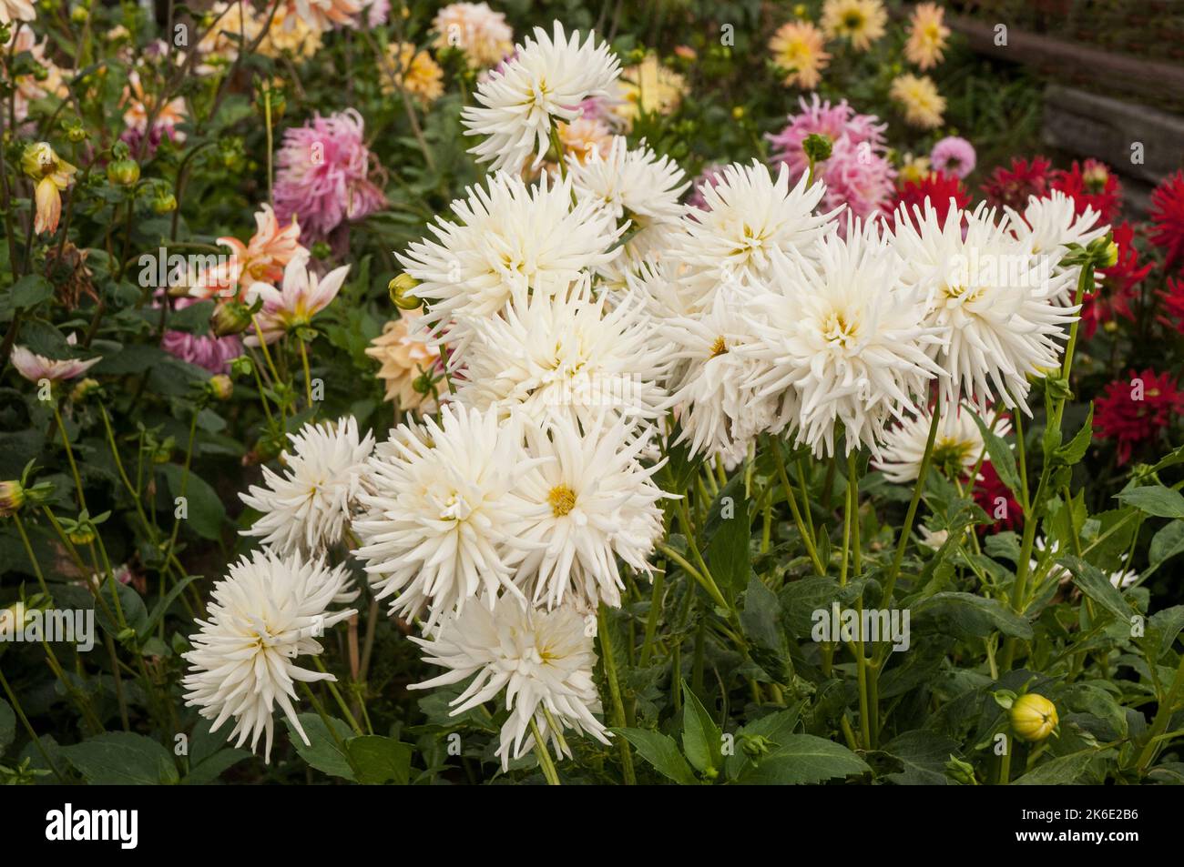 Eine Gruppe von nicht-disbuddierten Chrysanthemen / Dendranthema Charles Tandy ein weißer Mittelstand, der im frühen Herbst blüht Chrysant Stockfoto
