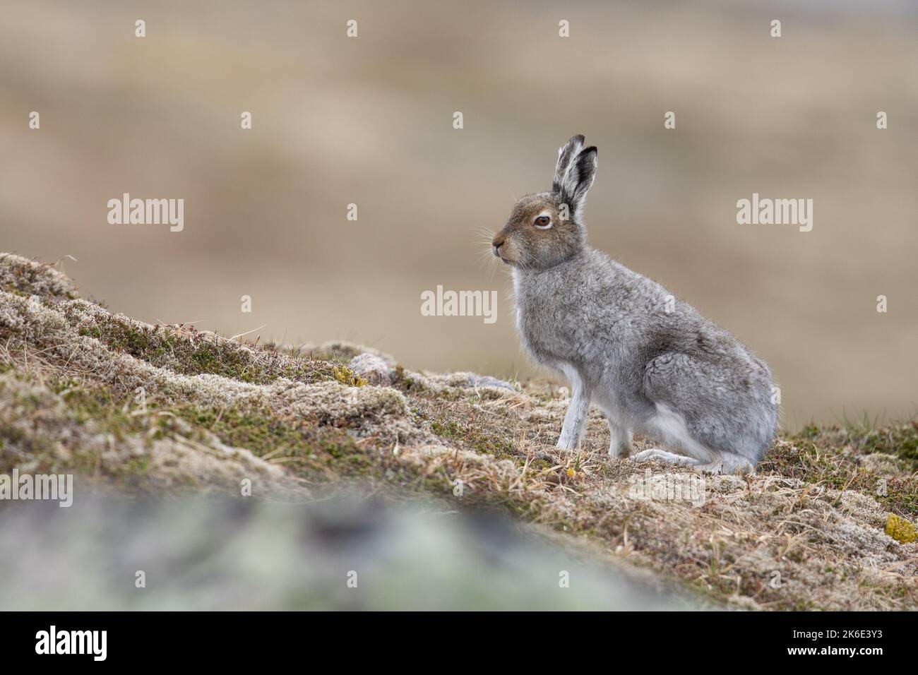 Berghase im schottischen Hochland Stockfoto