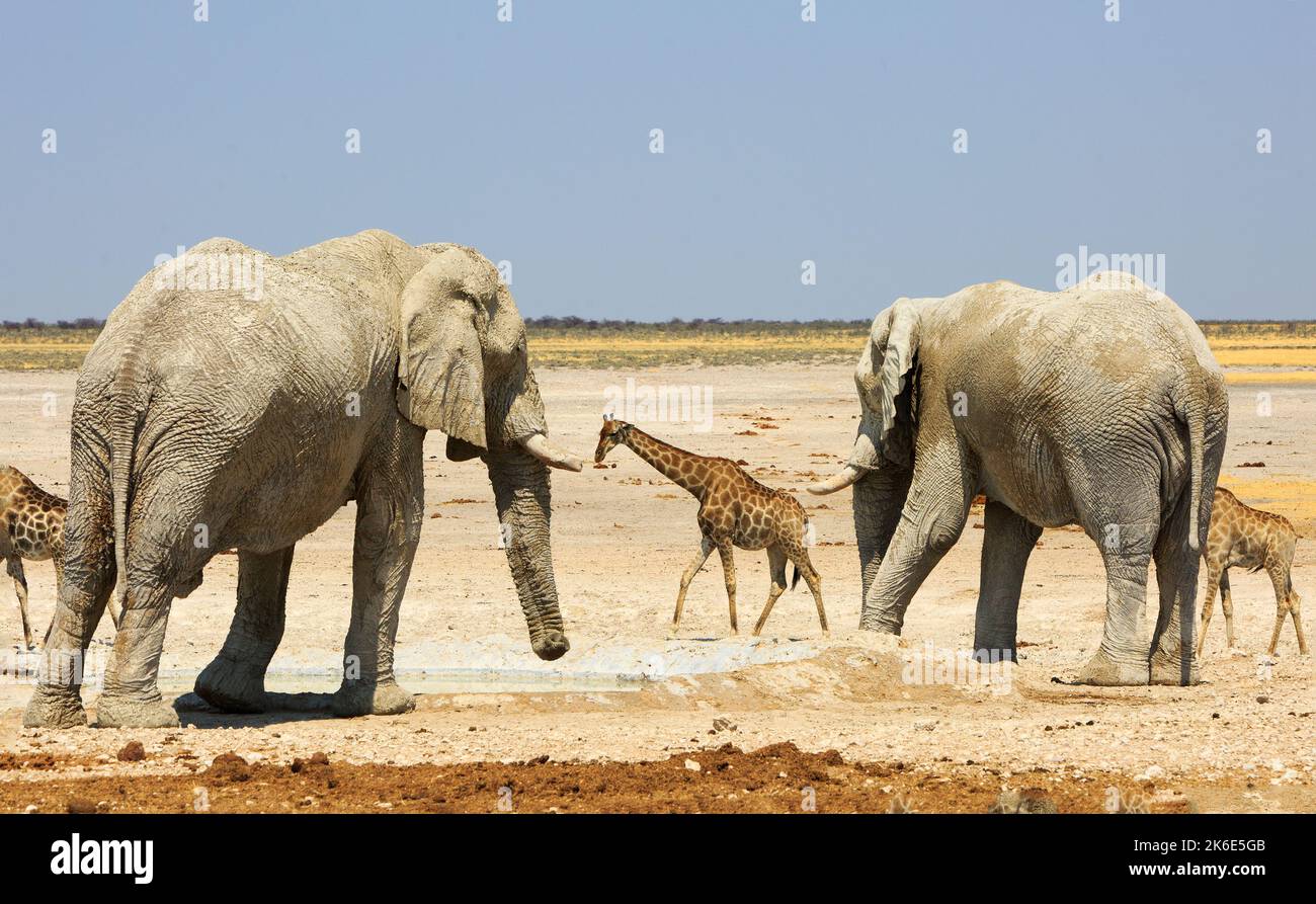 Giraffe umrahmt von zwei großen afrikanischen Elefanten auf der riesigen, leeren Etosha-Ebene Stockfoto