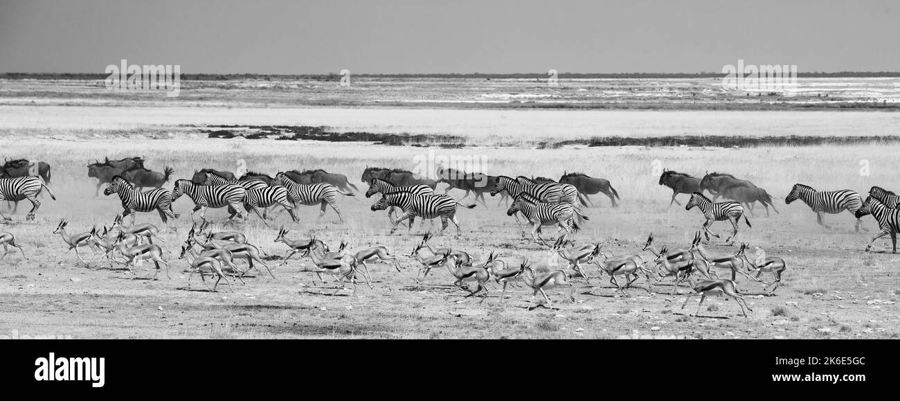 Große Herde von Wildebeest, Zebra und Sprinbok, die in Schwarz und Weiß über die trockene, trockene Savanne läuft. Die Bewegung der Tiere ist eingefroren Stockfoto