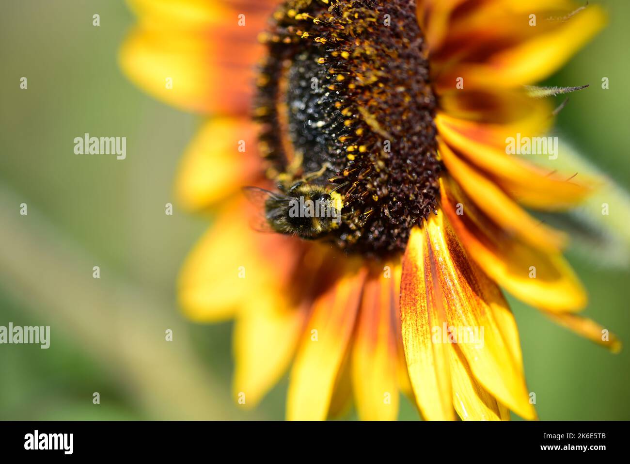 Eine Pollen bedeckte Hummel auf einer Sonnenblume im Frühherbst Stockfoto
