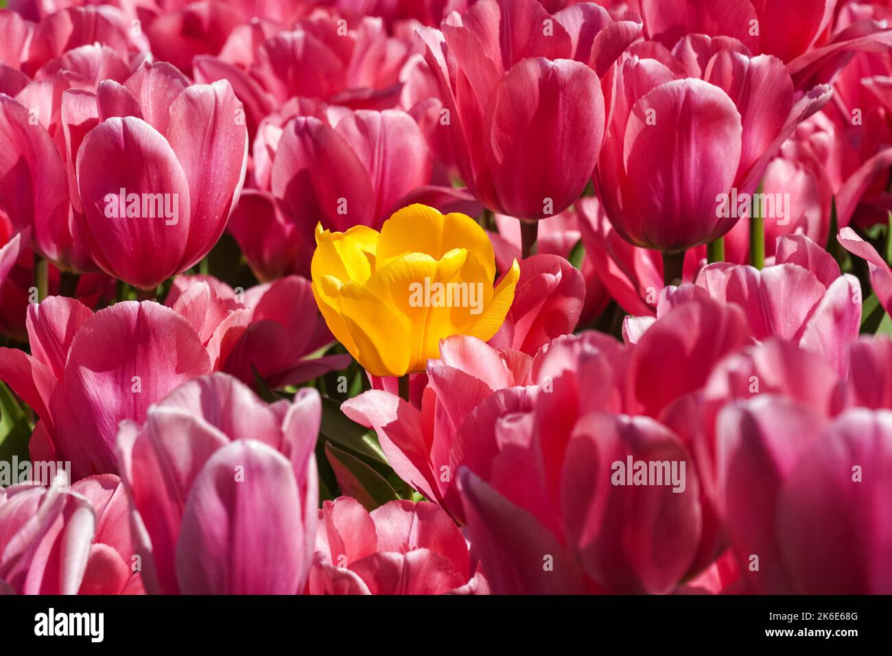 Blühende rosa Tulpen mit einer gelben Tulpe innen Stockfoto