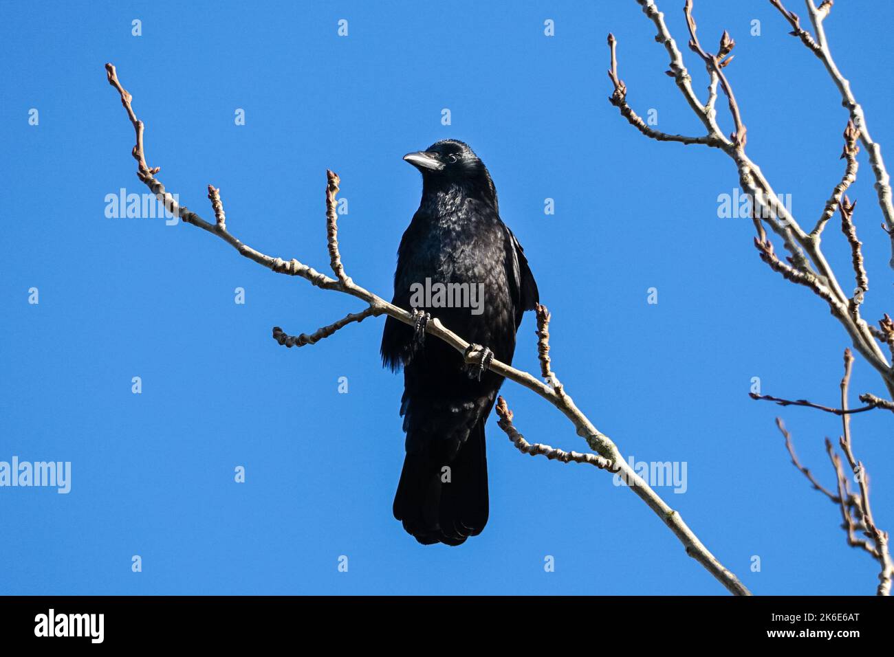 Aaskrähe, Corvus Corone Corone auf einem Baum Stockfoto